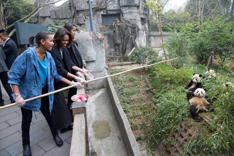 2014年3月26日，成都，正在对中国进行访问的美国总统夫人米歇尔一行参观成都大熊猫基地，与“国宝”进行亲密互动。