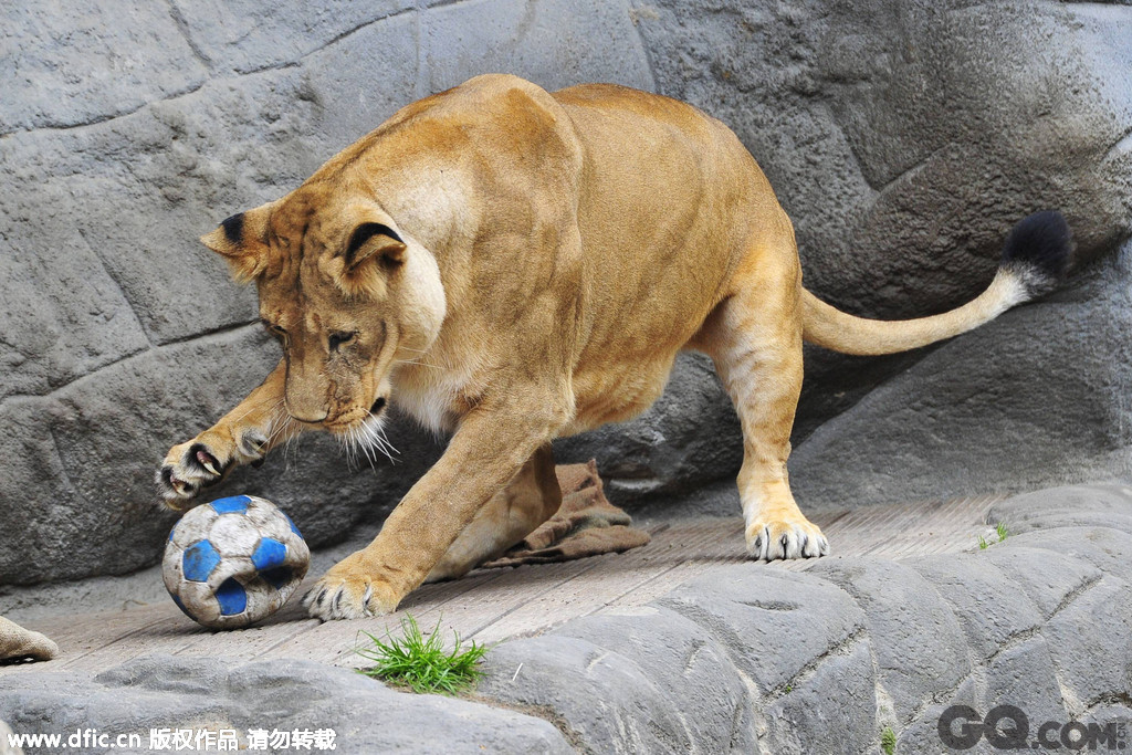 2014年5月15日，德国汉堡，哈根贝克动物园举行动物世界杯。  
