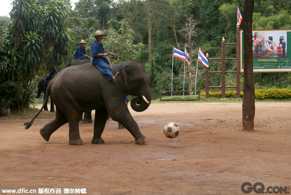 2009年3月20日，泰国清迈，湄沙象训学校的大象，这些大象或是老了或是曾经被虐待，如今不再吃苦受累，在这里从事为游人表演的工作。    