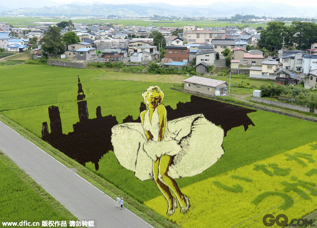 日本青森县田舍馆村，当地农民用9个品种的水稻种出7种颜色组成的玛丽莲-梦露稻田画。   