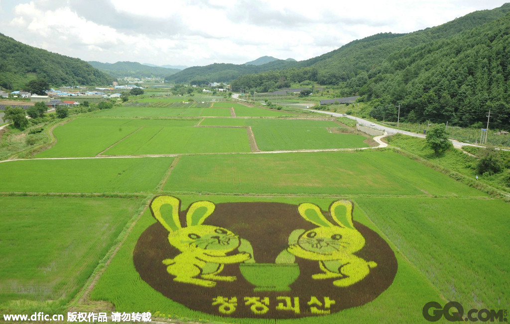 韩国槐山，当地农民用水稻种出一幅“玉兔捣药”图。