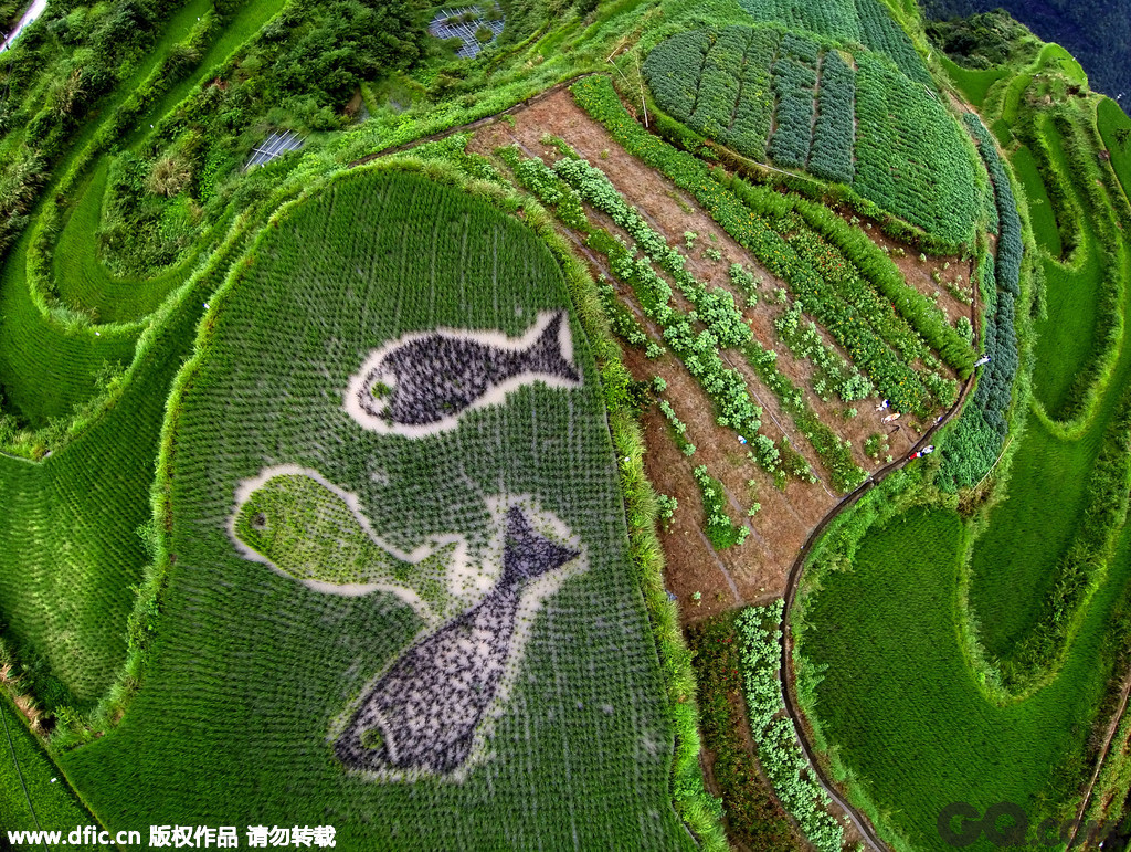浙江丽水青田县小舟山乡梯田里，一幅幅由不同颜色水稻构成的艺术画，呈现在游客面前。          
