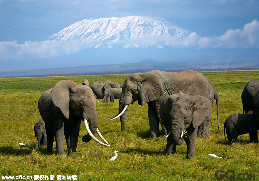 素有“非洲屋脊”美誉的乞力马扎罗山位于坦桑尼亚与肯尼亚两国的交界处，由于其海拔高达5895米，所以称为非洲第一高峰，也是世界上最大的独立式山脉。公园里生长着大量的大型哺乳动物，其中不少属于濒危物种和稀有物种。 
