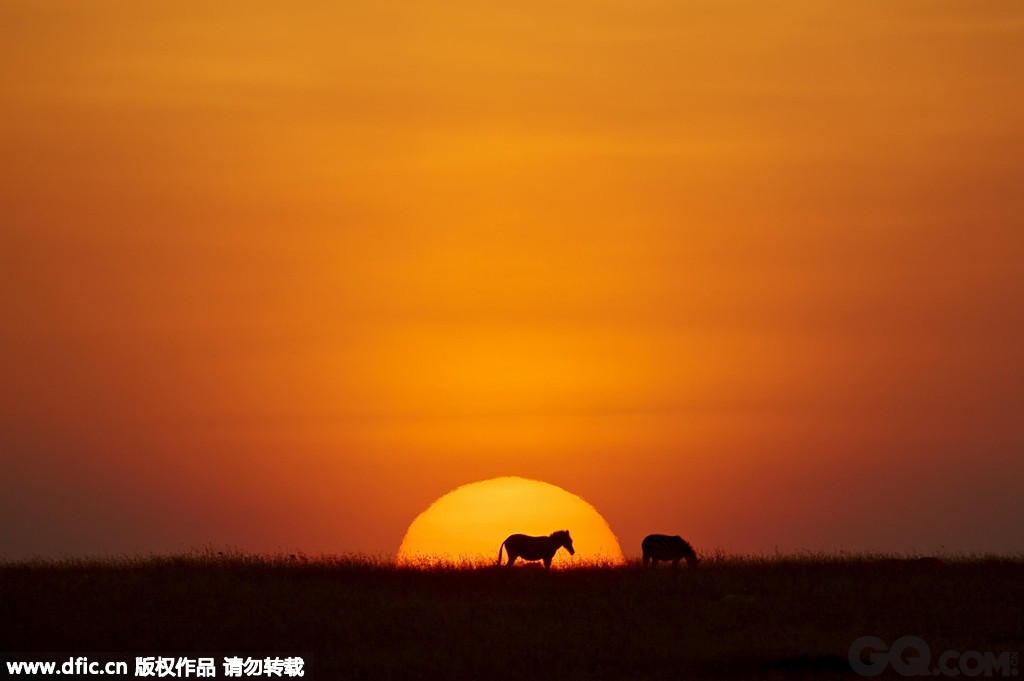 肯尼亚，马赛马拉国家公园，夕阳下的斑马使人生出一股温馨之情。   