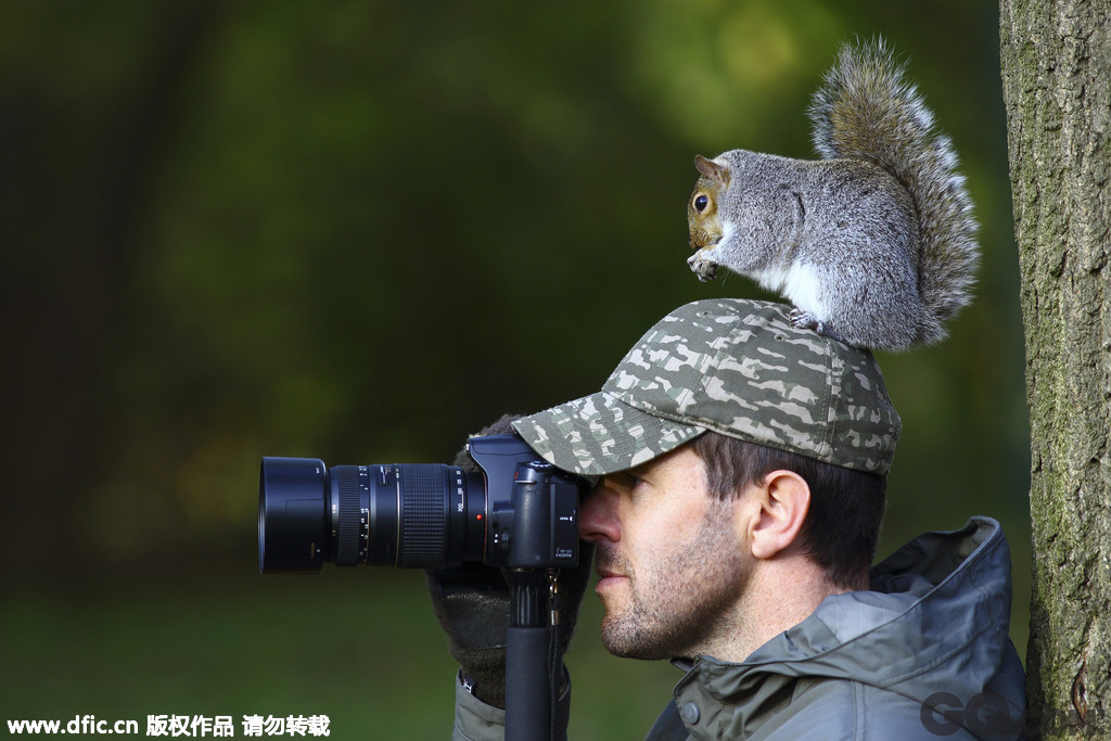 英国约克郡，一只害羞的小松鼠发现一对兄弟想要给它拍照，于是决定躲到镜头后面去。这个勇敢的小家伙为了躲避镜头，甚至还跳到一位摄影师的头顶上。38岁的设计师Simon Roy和他的兄弟Ben Roy一起逛公园时拍到了这有趣的一幕。