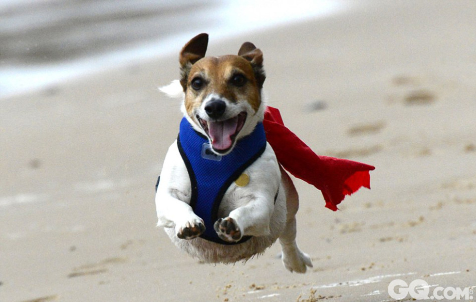 14.	据英国《每日邮报》11月18日报道，英国一只杰克拉西尔梗犬酷炫的奔跑姿势如飞翔一般，在网络上赢得追随者无数，被网友称为“超级狗”。