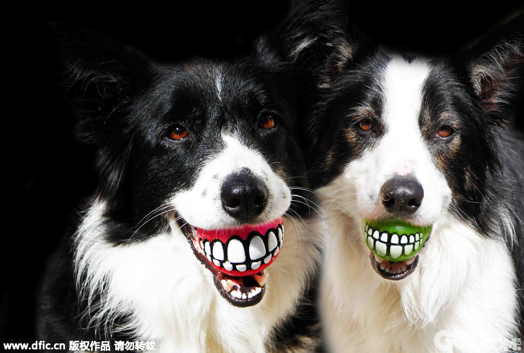 　　当地时间2013年1月30日，这是一款滑稽的新发明，含着它，全世界的狗狗都会冲你露齿微笑。这款狗狗玩具球由南美Rogz公司的Porky Hefer设计，上面带印有两排大白牙，保证汪星人每次屁颠屁颠跑过来都会送你一个由衷的微笑。
