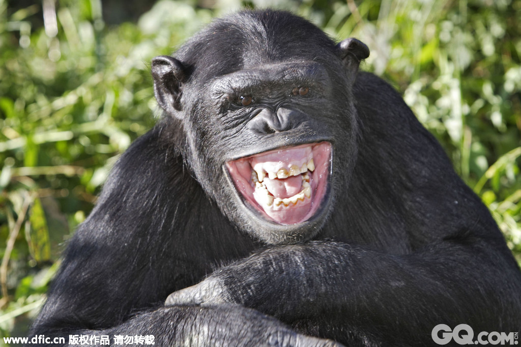 　当地时间2013年5月22日报道，这是一组动物咧嘴微笑的照片，拍摄者是来自世界各地的摄影师。照片中的猩猩、大象、狐狸、猎豹等动物看起来十分开心，它们纷纷咧嘴对着镜头微笑，模样十分憨态可掬。