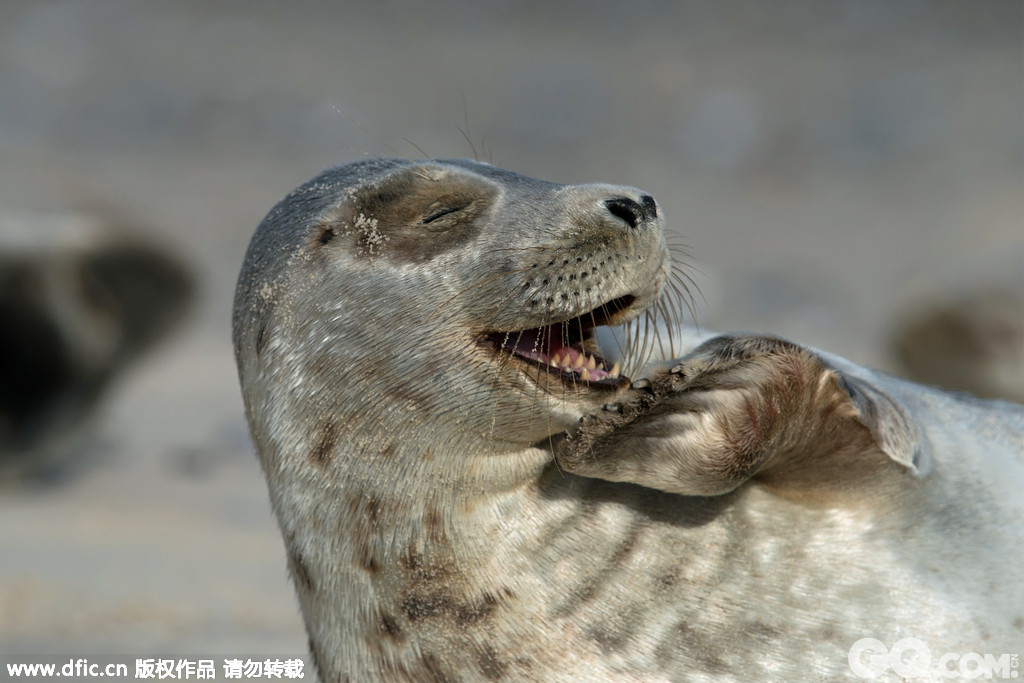 2014年2月14日报道，德国，摄影师Gustav Kiburg海滩拍摄海豹，海豹时而害羞，时而开心，甚至还在镜头前开心地大笑起来。