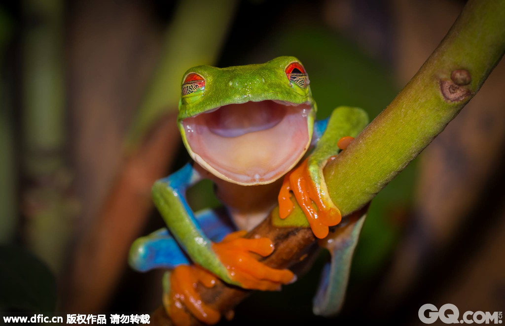 　　像柯密特的青蛙当地时间2014年5月8日报道（具体拍摄时间不详），摄影师Kutub Uddin拍摄到形似柯密特的青蛙，大大的笑容却没有牙齿，很像是慈祥的老太太。
