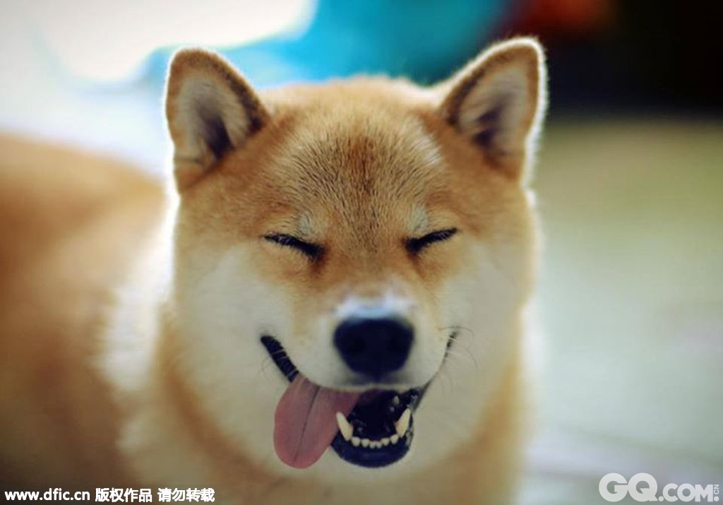 　　当地时间2014年7月3日报道（具体拍摄时间不详），日本东京，有名的日本萌货，柴犬Maru被认为是世界上最开心的狗狗。每天无论在做什么事情看上去永远都在咧着嘴微笑，主人Shinjiro Ono每天都会记录Maru这种完全不用费力装出来的可爱，是那么浑然天成，就算是走路、吃东西、玩耍还是睡觉，Maru似乎就是无法不笑，不带给我们欢乐。
