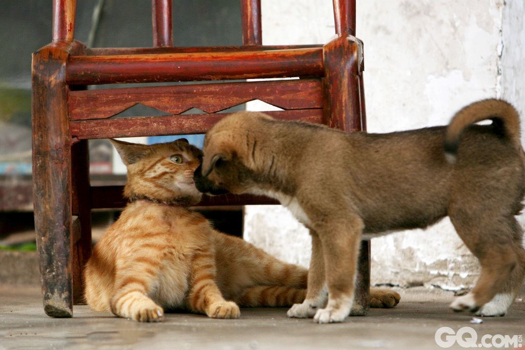 一只猫趴在院子里的凳子下休息，一只狗狗走来，kiss上去，小黄猫睁圆了大眼，惊讶不已。