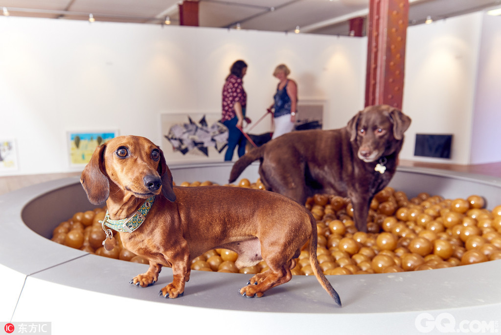 英国伦敦为狗狗举行了一场当代艺术展。艺术家Dominic Wilcox创作了一系列互动、当代艺术作品给狗狗们欣赏，以鼓励人们更多与他们的宠物玩耍。
