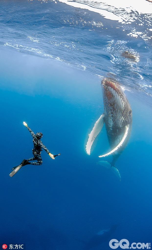 32岁美女摄影师Nadia Aly与一对潜水员前往太平洋汤加海域参观座头鲸，在拍摄潜水员与鲸鱼互动的间隙，胆大的Nadia忙里偷闲与鲸鱼玩起了自拍，她在鱼群中穿梭来去，还与一条距离仅5米的鲸鱼同框合影，胆量十分惊人，而这些庞然大物竟也表现的相当温和，任Nadia拍摄。