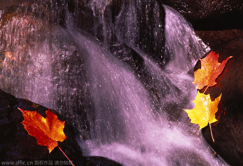 加拿大秋天红艳的枫叶，如梦幻般的树林，阳光下厚厚红叶铺出来的“地毯”，再现实的人都会被勾起浪漫情怀，秋天实在是加拿大一年中最唯美的季节。最美的“枫景”多集中在东岸，9月中旬进入最佳季节。除了枫树，还夹杂着槭树、桦树，槭树转红的时间较晚，枫红时节叶正绿，加上桦树的紫红，增添几许浪漫。