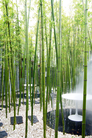 四合院里“京兆尹” Bamboo Grove