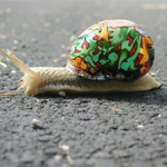 保护蜗牛的彩壳行动