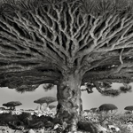 十四年寻找世界上最古老的树木