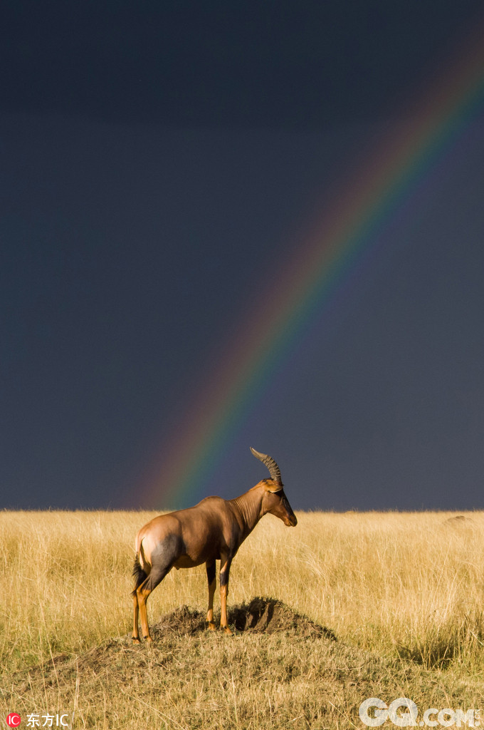 德国63岁摄影师Ingo Gerlach在肯尼亚马赛马拉国家公园拍到十分难得的一幕：两支斑马和转角牛羚兽群在金灿灿的草地上悠闲漫步，背后天空上架起一座彩虹桥，照亮了后面悬悬欲坠的阴云，非洲草原顿显祥和静谧。