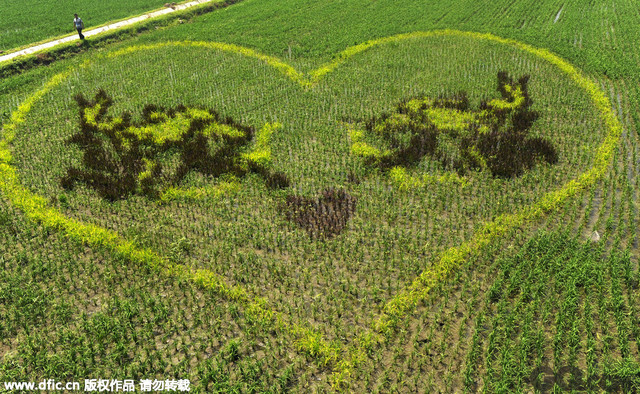 中国沈阳市沈北新区种植的680余亩稻田画初步形成观赏效果。名为《哪吒闹海》的巨型稻田画。
