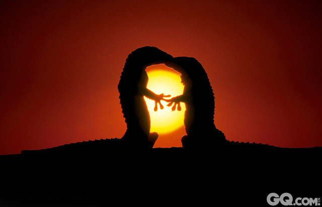 47岁的摄影师Jose Mingorance拍摄到了两只蜥蜴在阳光下拥吻的画面。这两只蜥蜴站在岩石上，以太阳为背景，看上去正在甜蜜的拥吻，画面犹如爱情电影的结局。