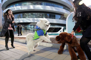 北京街头现美女遛狗团 呼吁关爱动物尊重生命