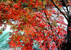 國內10大紅葉秋景地 在最美的地方“等楓來” 
