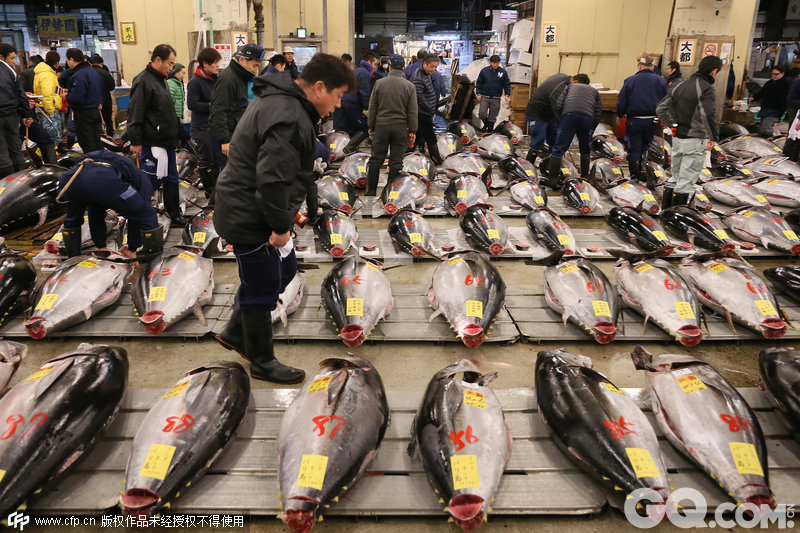 必去理由：筑地鱼市场是东京最著名的鱼市，这里每天都会举行一场巨型金枪鱼竞拍，可以试试去跟日本人竞争一下，不过每天只允许120个人参与，需要早点去排队，竞拍大概在凌晨5点开始。