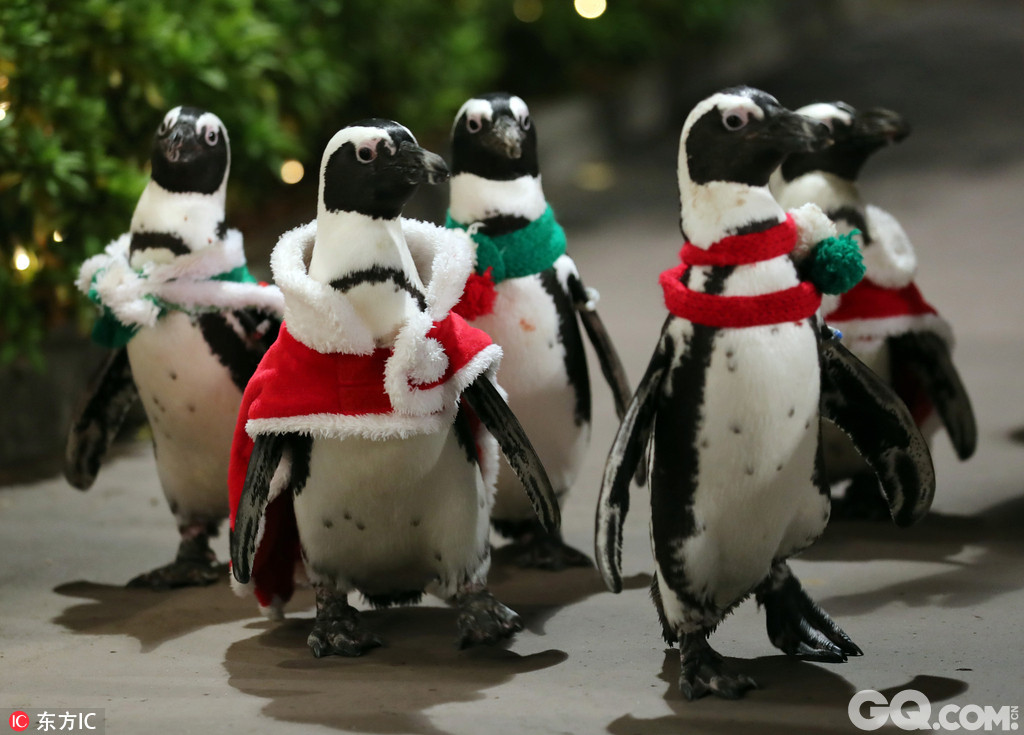 当地时间2016年12月6日，日本横滨，当地八景岛海岛乐园举行圣诞企鹅游行活动，小企鹅们圣诞造型亮相萌翻天。