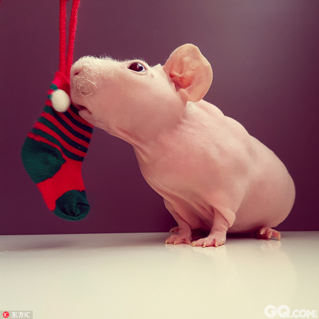圣诞节即将来临，波兰华沙一只可爱的无毛豚鼠Ludwik以一组节日气息浓厚的圣诞写真走红网络，尽管天生五毛的Ludwik看起来莫名有点像感恩节餐桌上的火鸡，但配上圣诞树和各种节日小装饰，Ludwik的可爱写真充满了节日气息，呆萌可爱的它一双大眼好奇又懵懂，模样十分惹人，在Instagram已经俘获了12.2万的粉丝。