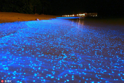 马尔代夫，散落的蓝色光亮看起来就像是星空映照在沙滩上。这些光亮，其实是海浪中潜藏的生物荧光，由海洋浮游植物所产生。如今，科学家认为他们已经了解隐藏在这些神奇光亮背后的奥秘。