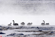 几只天鹅在新疆和静县巴音布鲁克湿地嬉戏。冬至前夕的新疆和静县巴音布鲁克草原披上了一层层银装，在阳光...