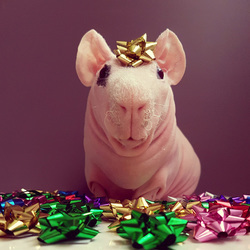 一只无毛豚鼠的圣诞写真