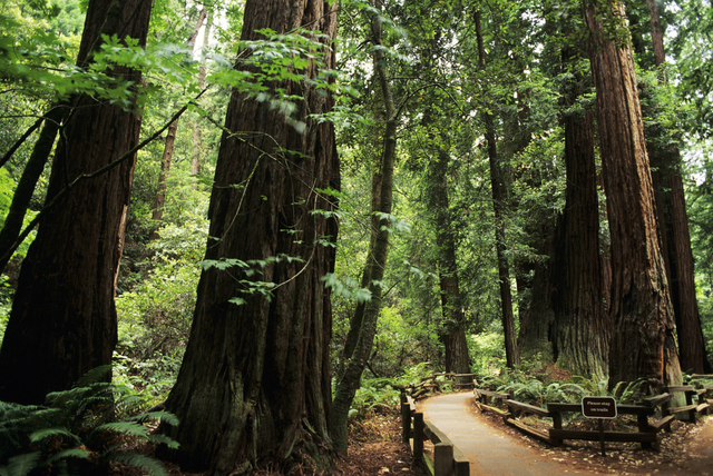 约塞米蒂国家公园是美国景色最美的公园之一，位于加州中部偏东的内华达山脉西坡，面积为30多万公顷。在公园中，地貌景观奇特，植被茂盛，物种繁多，十分引人入胜。