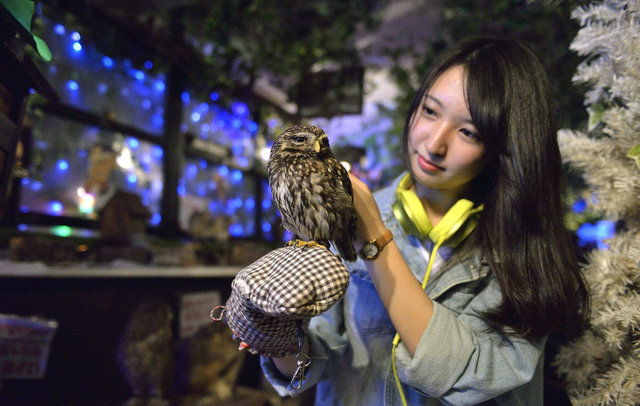 猫头鹰咖啡馆在东京盛行，以独特的创意和风情吸引不少游客和鸟类爱好者。在猫头鹰咖啡馆中，你可以抚摸店内的猫头鹰，或喂食猫头鹰，与它们一起拍照，让你在品尝浓醇咖啡的同时，享受与猫头鹰相处的休憩时光。