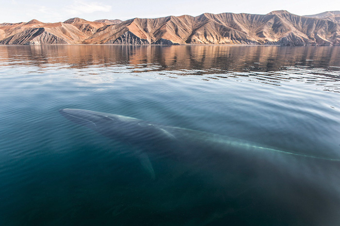 他花了25年记录鲸鱼和海豚的生活