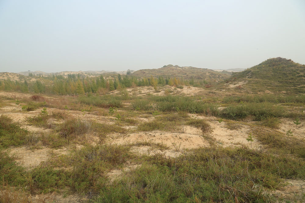 “真实的坚定是踢不烂的” Timberland中国科尔沁夫沙地植树逾200万棵